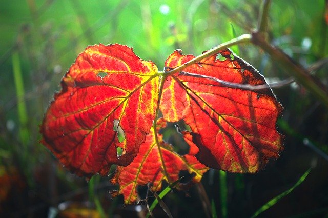 Free download Leaf Autumn Colours Red -  free photo or picture to be edited with GIMP online image editor