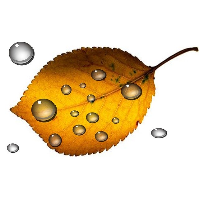 Free download Leaf Autumn Drop Of Water -  free illustration to be edited with GIMP free online image editor