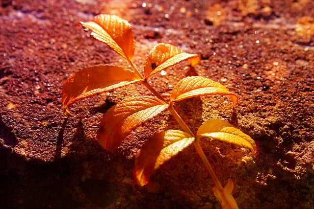 Free download leaf autumn fallen foliage botany free picture to be edited with GIMP free online image editor