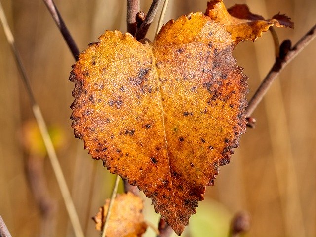 Free download Leaf Autumn Fall Foliage -  free free photo or picture to be edited with GIMP online image editor