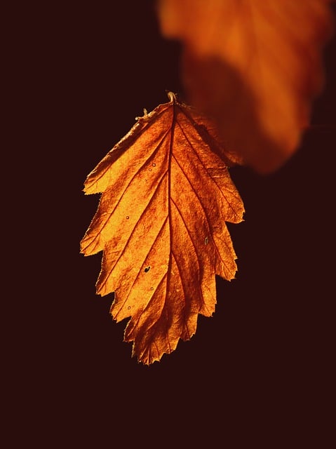 Free download leaf autumn fall nature free picture to be edited with GIMP free online image editor