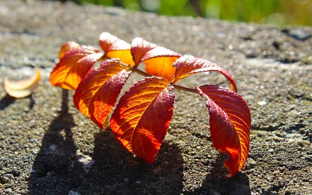 دانلود رایگان عکس گیاه شناسی فصلی پاییز پاییز برگ برای ویرایش با ویرایشگر تصویر آنلاین رایگان GIMP