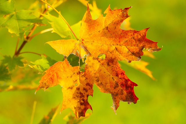 Free download leaf autumn foliage maple fall free picture to be edited with GIMP free online image editor