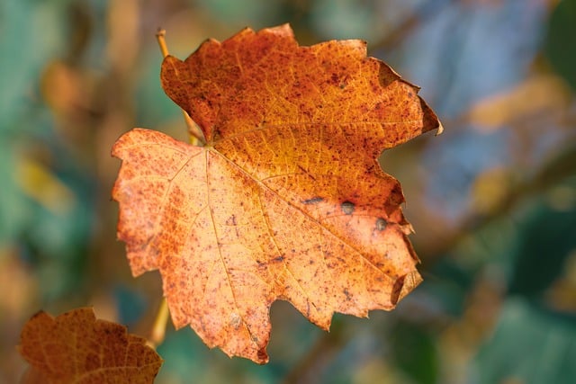 Завантажте безкоштовно лист осіннє листя осіннє листя падає безкоштовне зображення для редагування за допомогою безкоштовного онлайн-редактора зображень GIMP
