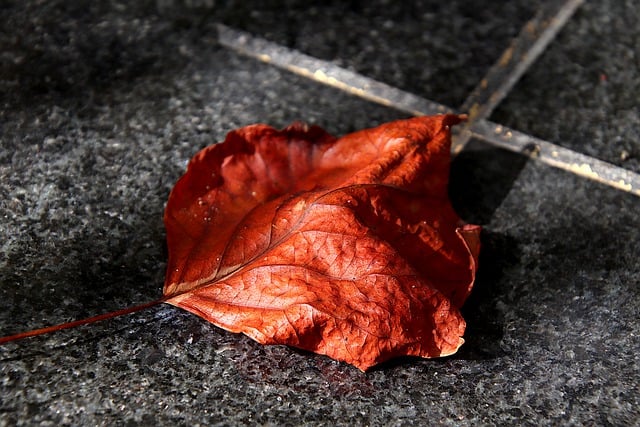 Free download leaf autumn leaf dead leaf cemetery free picture to be edited with GIMP free online image editor