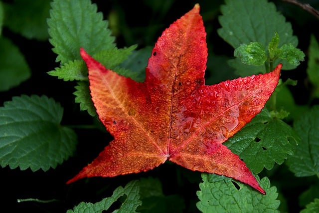 Descarga gratuita de hoja de otoño, hoja de otoño caída, imagen gratuita de árbol para editar con el editor de imágenes en línea gratuito GIMP