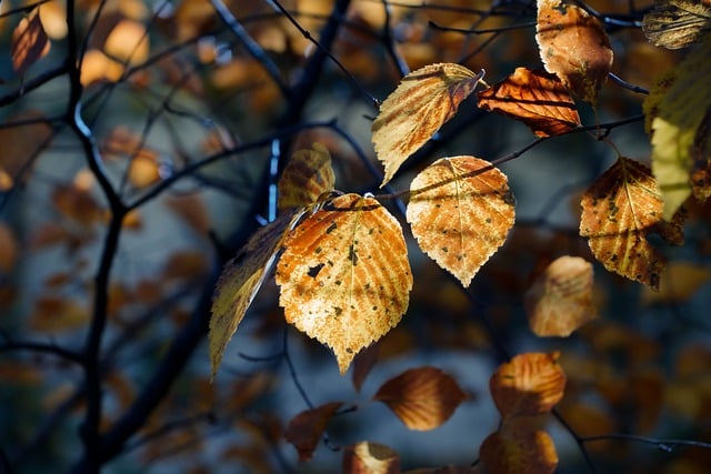 Free download leaf autumn leaves autumn sunshine free picture to be edited with GIMP free online image editor