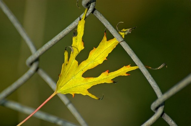 Безкоштовно завантажте безкоштовний шаблон для фотографій Leaf Autumn Leaves Fall для редагування в онлайн-редакторі зображень GIMP