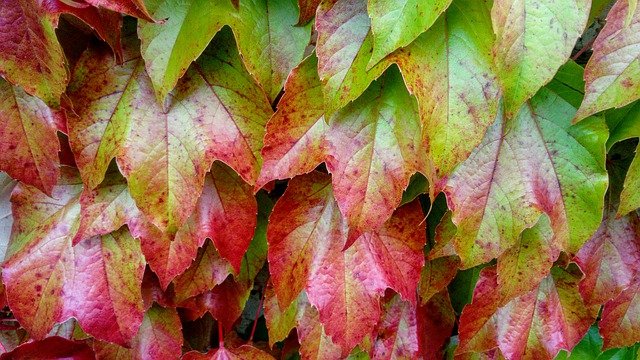 Free graphic leaf autumn nature plant season to be edited by GIMP free image editor by OffiDocs