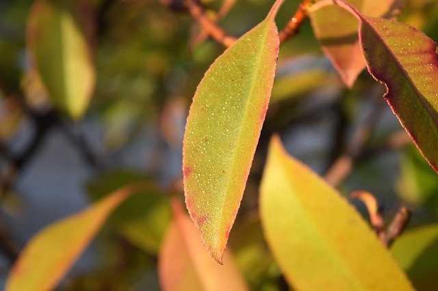 Téléchargement gratuit de Feuille d'automne Rocio - photo ou image gratuite à éditer avec l'éditeur d'images en ligne GIMP