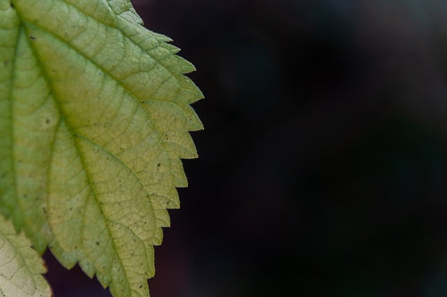 Free download leaf background nature botany free picture to be edited with GIMP free online image editor
