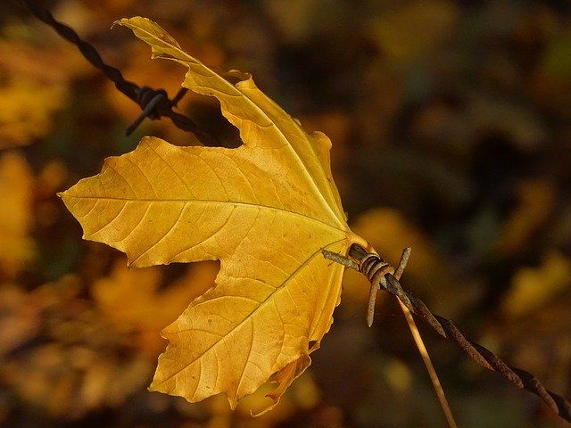 Free download Leaf Barbed Hooked -  free photo or picture to be edited with GIMP online image editor