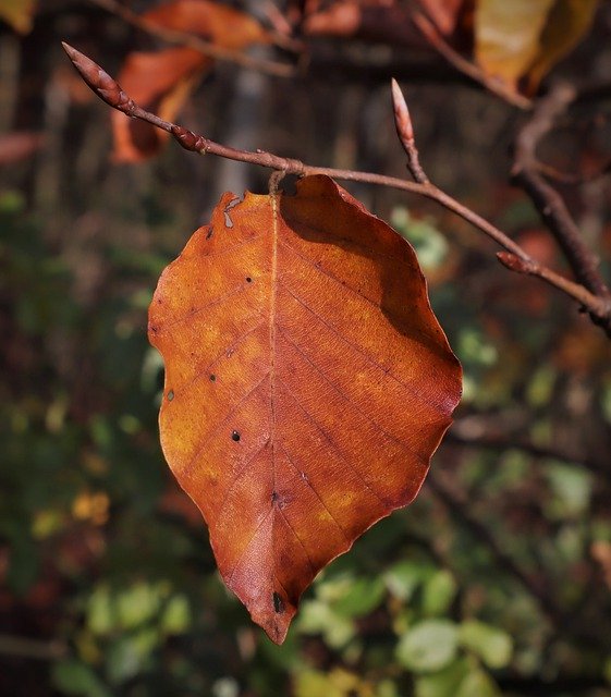 무료 다운로드 Leaf Beech Wither - 무료 무료 사진 또는 GIMP 온라인 이미지 편집기로 편집할 수 있는 사진