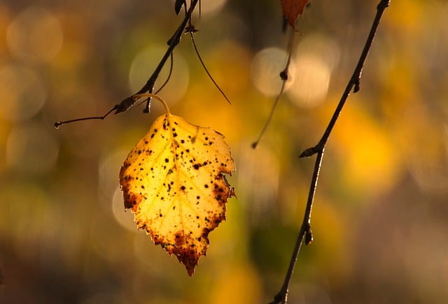 Free download leaf birch autumn colors of autumn free picture to be edited with GIMP free online image editor