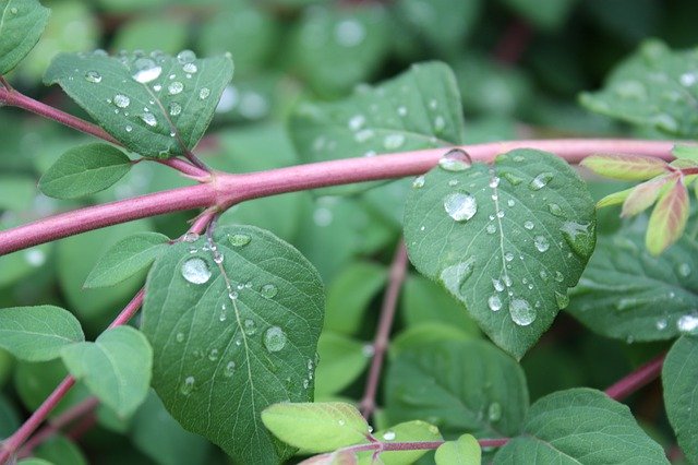 Free download Leaf Branch Drop -  free photo or picture to be edited with GIMP online image editor