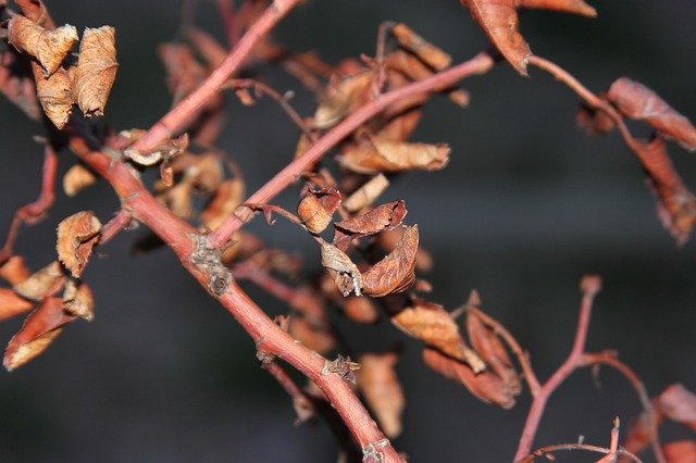 김프 온라인 이미지 편집기로 편집할 잎 가지 죽은 무료 사진 템플릿 무료 다운로드
