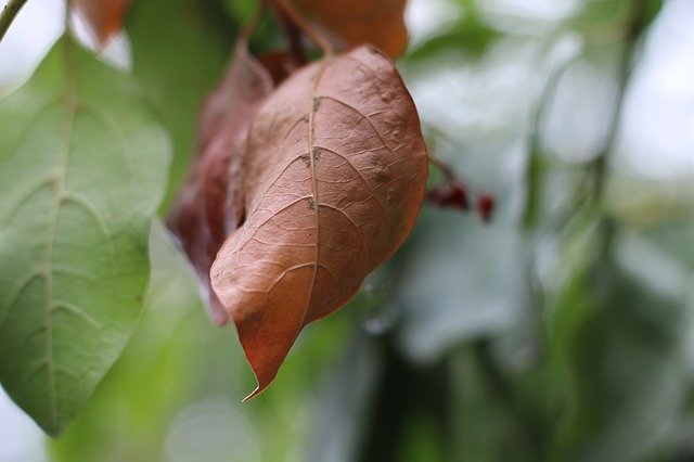 Free download Leaf Brown Nature -  free photo or picture to be edited with GIMP online image editor