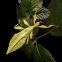 Leaf Bug  screen for extension Chrome web store in OffiDocs Chromium