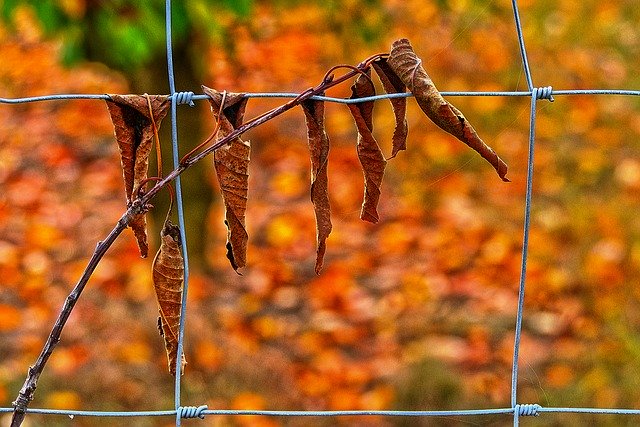 Free download Leaf Cherry Sheets Fence -  free photo or picture to be edited with GIMP online image editor