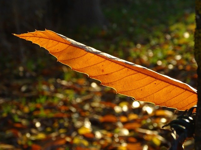 免费下载 Leaf Chestnut Fall - 使用 GIMP 在线图像编辑器编辑的免费照片或图片