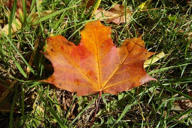 Unduh gratis Leaf Clone Autumn - foto atau gambar gratis untuk diedit dengan editor gambar online GIMP