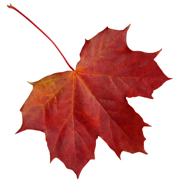 Free download Leaf Clone Maple -  free photo or picture to be edited with GIMP online image editor