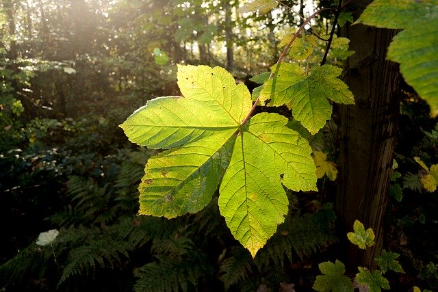 Скачать бесплатно Leaf Close Up Big - бесплатное фото или изображение для редактирования с помощью онлайн-редактора изображений GIMP