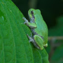 Leaf colored frog  screen for extension Chrome web store in OffiDocs Chromium