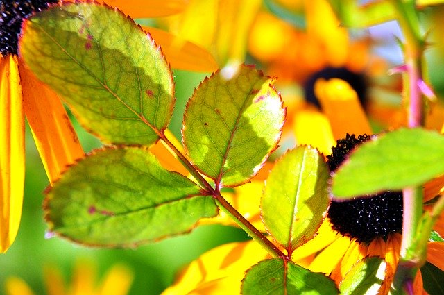 Free download Leaf Colorful Blossom -  free photo or picture to be edited with GIMP online image editor