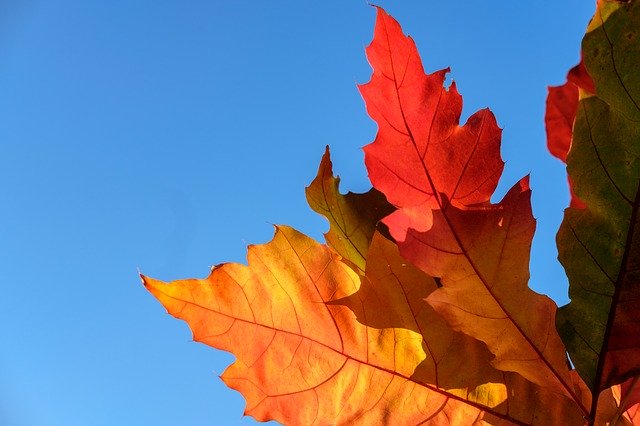 Скачать бесплатно Leaf Colourful Color - бесплатную фотографию или картинку для редактирования с помощью онлайн-редактора изображений GIMP