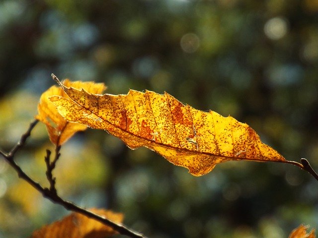تنزيل Leaf Coloring Autumn مجانًا - صورة مجانية أو صورة لتحريرها باستخدام محرر الصور عبر الإنترنت GIMP