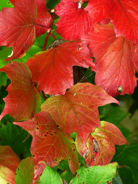 Free download Leaf Colors Fall -  free photo or picture to be edited with GIMP online image editor