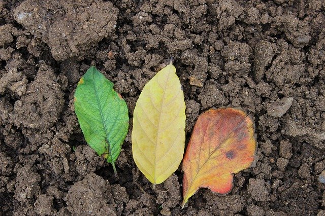 ດາວໂຫຼດຟຣີ Leaf Colors Multi-Color - ບໍ່ເສຍຄ່າຮູບພາບຫຼືຮູບພາບທີ່ຈະແກ້ໄຂດ້ວຍບັນນາທິການຮູບພາບອອນໄລນ໌ GIMP