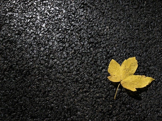 Free download Leaf Concrete Leaves -  free photo or picture to be edited with GIMP online image editor