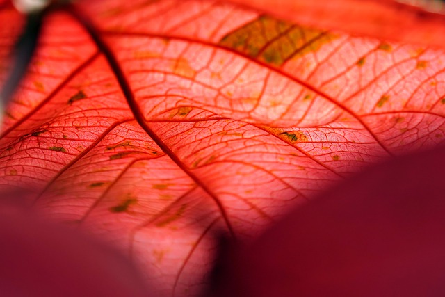 Free download leaf copper leaf plant nature free picture to be edited with GIMP free online image editor