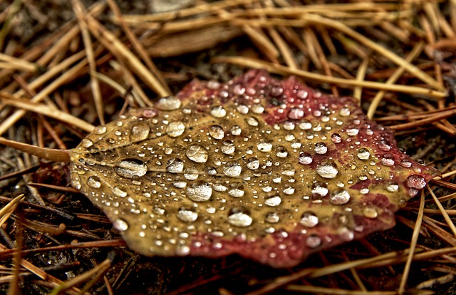 Free download leaf dew autumn drops rain nature free picture to be edited with GIMP free online image editor