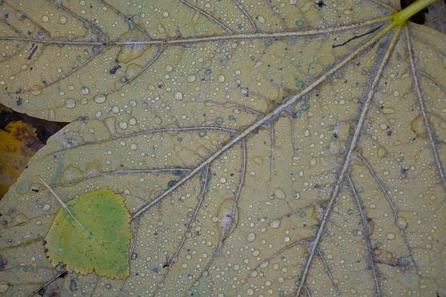 Free download leaf dewdrop dew water free picture to be edited with GIMP free online image editor