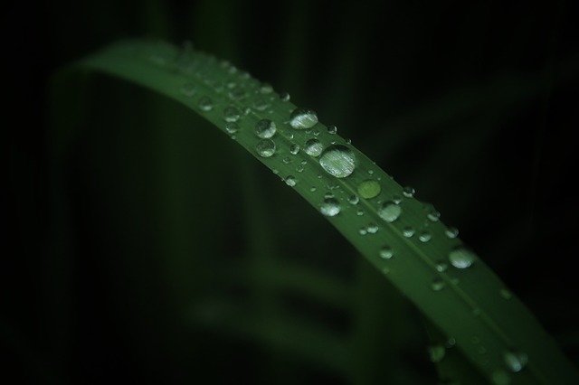 Leaf Dew Drops de download grátis - foto ou imagem grátis para ser editada com o editor de imagens online GIMP