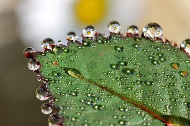 Free download leaf dewdrops daisy plant water free picture to be edited with GIMP free online image editor
