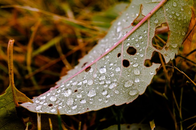 Free download leaf dew grass sheet autumn free picture to be edited with GIMP free online image editor