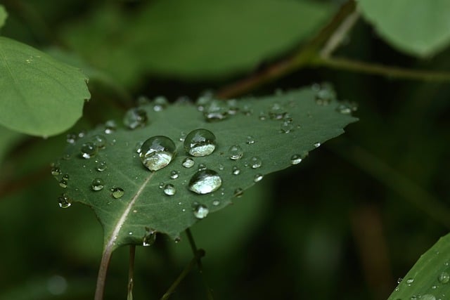 Free download leaf dew wet raindrops free picture to be edited with GIMP free online image editor