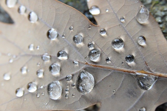 Free download Leaf Drip Autumn -  free photo or picture to be edited with GIMP online image editor