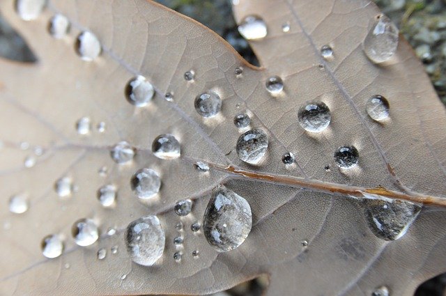 Скачать бесплатно Leaf Drip Autumn - бесплатное фото или изображение для редактирования с помощью онлайн-редактора изображений GIMP