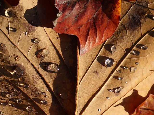 Gratis download Leaf Drop Of Water Nature - gratis foto of afbeelding om te bewerken met GIMP online afbeeldingseditor