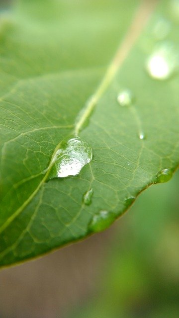 Gratis download Leaf Drop Rain - gratis foto of afbeelding om te bewerken met GIMP online afbeeldingseditor