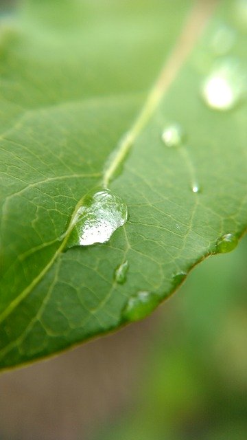 ດາວ​ໂຫຼດ​ຟຣີ Leaf Drop Rain - ຮູບ​ພາບ​ຟຣີ​ຫຼື​ຮູບ​ພາບ​ທີ່​ຈະ​ໄດ້​ຮັບ​ການ​ແກ້​ໄຂ​ກັບ GIMP ອອນ​ໄລ​ນ​໌​ບັນ​ນາ​ທິ​ການ​ຮູບ​ພາບ​