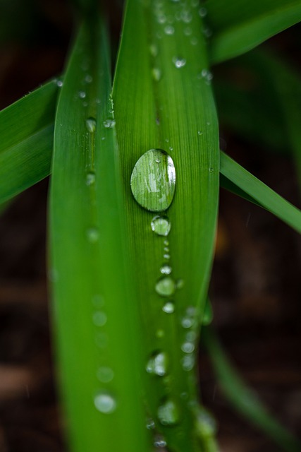 Free download leaf drop rain green water nature free picture to be edited with GIMP free online image editor