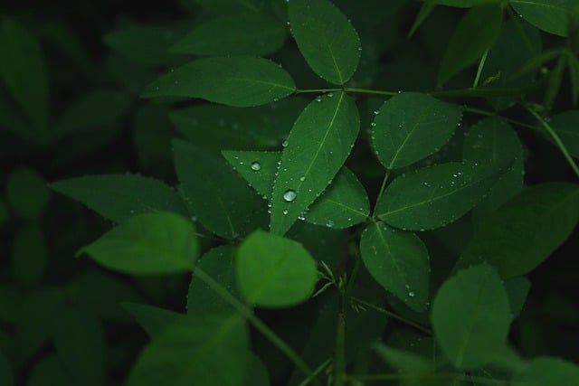 Free download leaf drop water drops green plant free picture to be edited with GIMP free online image editor