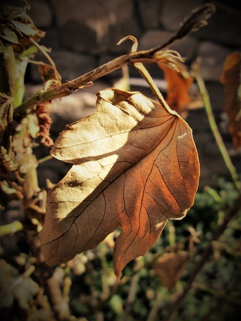 Kostenloser Download Blatttrockener Herbst - kostenloses kostenloses Foto oder Bild zur Bearbeitung mit GIMP Online-Bildbearbeitung
