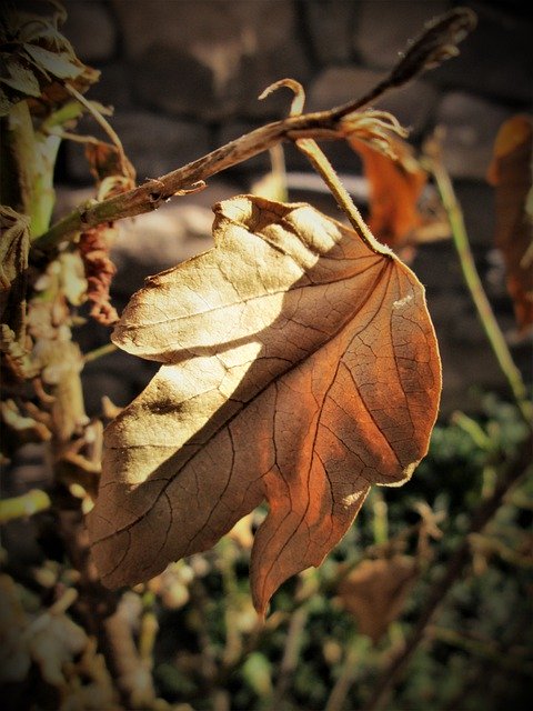 Gratis download Leaf Dry Autumn - gratis gratis foto of afbeelding om te bewerken met GIMP online afbeeldingseditor